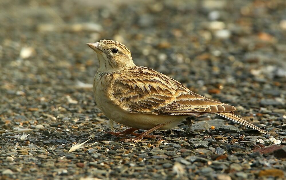 Greater Short-toed Larkadult breeding, identification