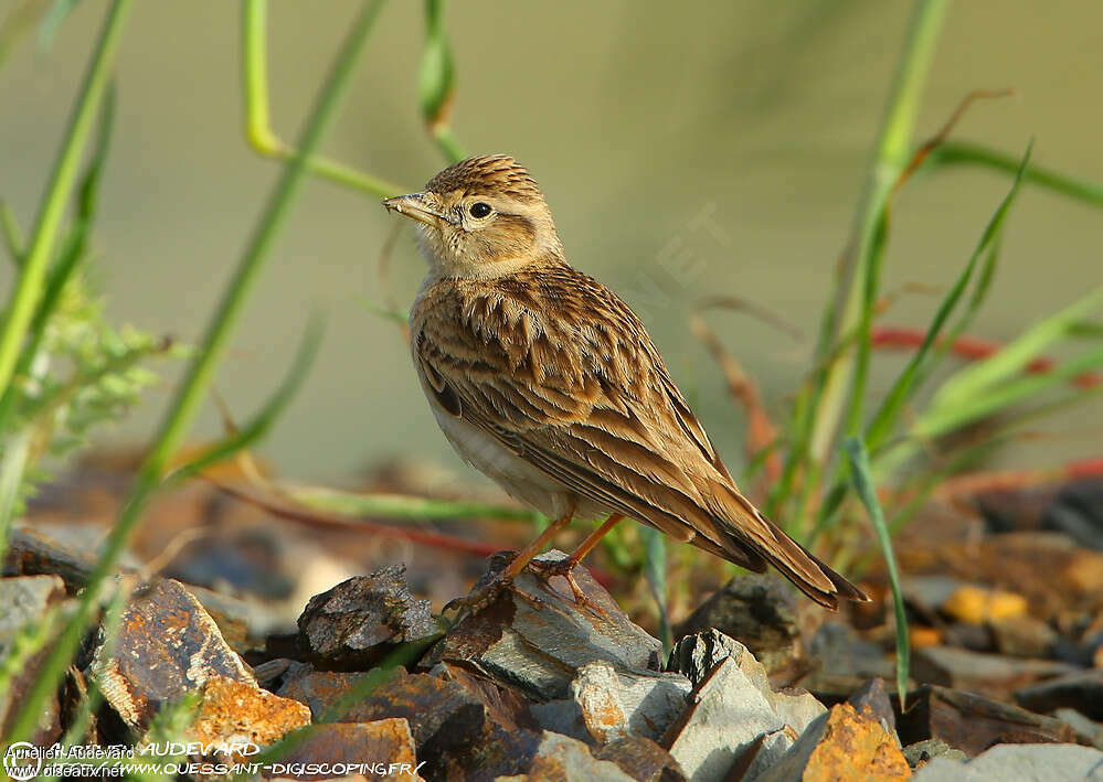 Greater Short-toed Larkadult breeding, identification