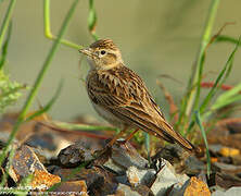 Greater Short-toed Lark