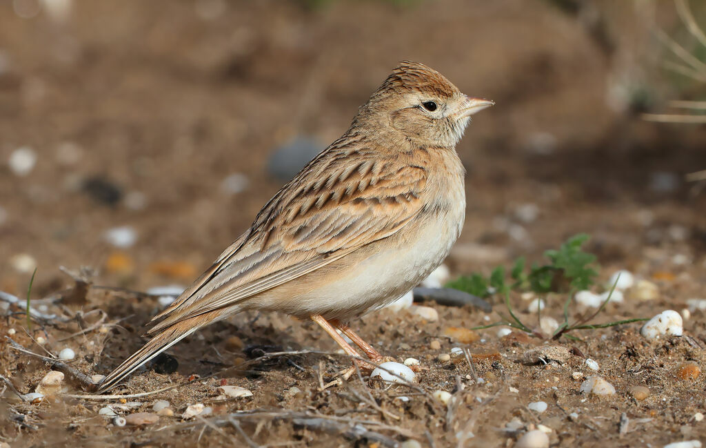 Alouette calandrelle