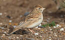 Alouette calandrelle