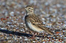 Alouette calandrelle
