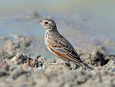 Horsfield's Bush Lark