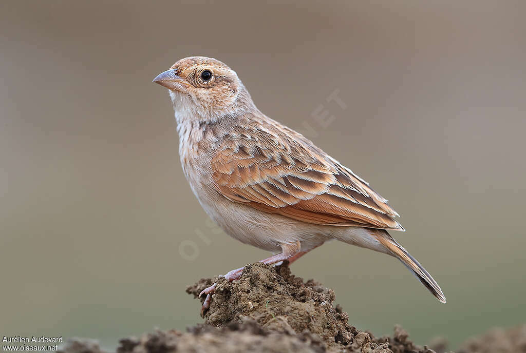 Singing Bush Larkadult, identification