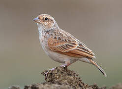 Horsfield's Bush Lark