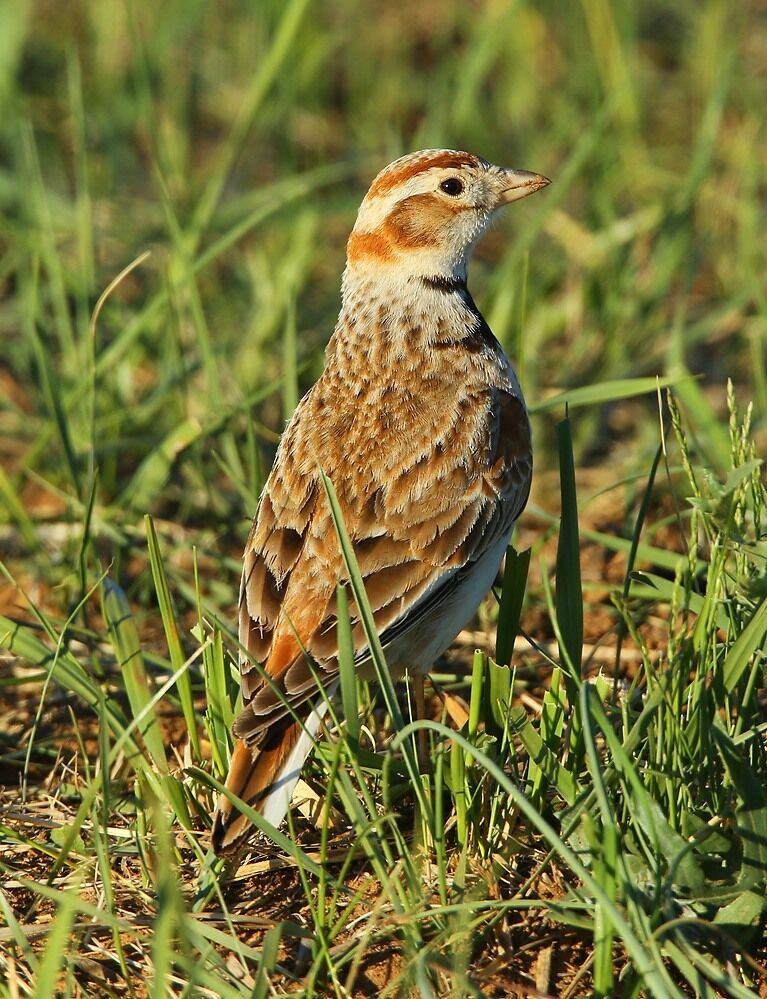 Mongolian Larkadult breeding, identification