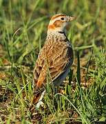 Mongolian Lark