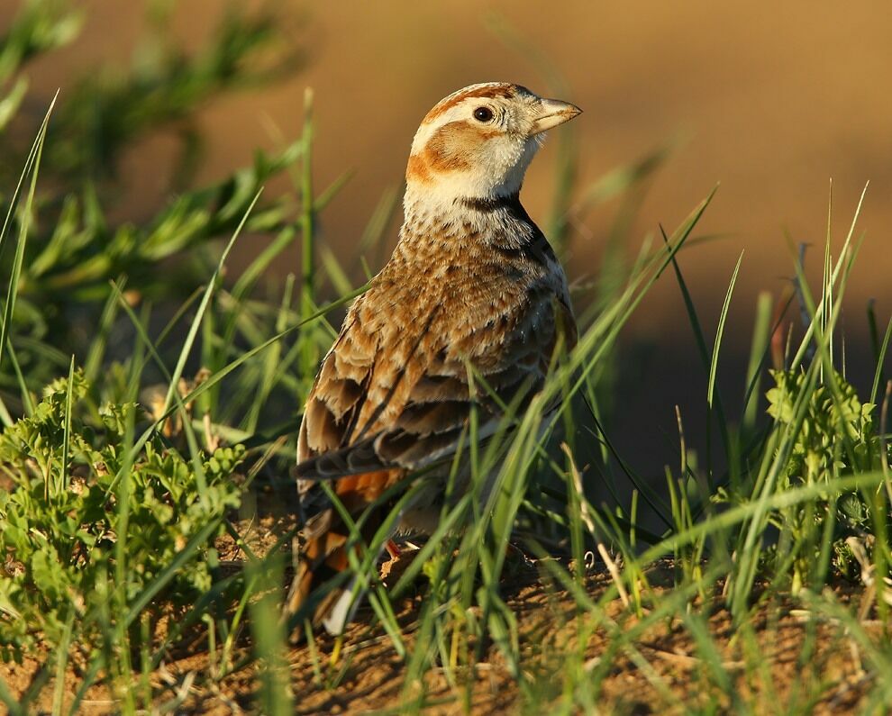 Mongolian Larkadult breeding, identification