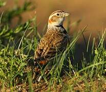 Mongolian Lark