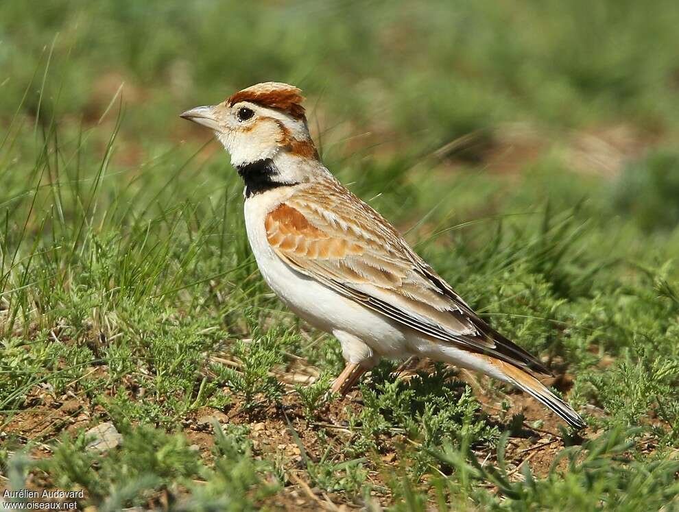 Mongolian Lark male adult, identification