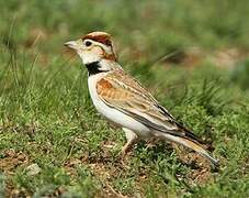 Mongolian Lark