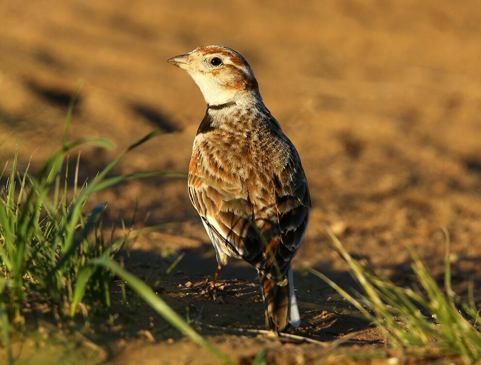 Mongolian Larkadult breeding, identification