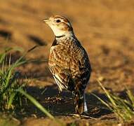 Mongolian Lark