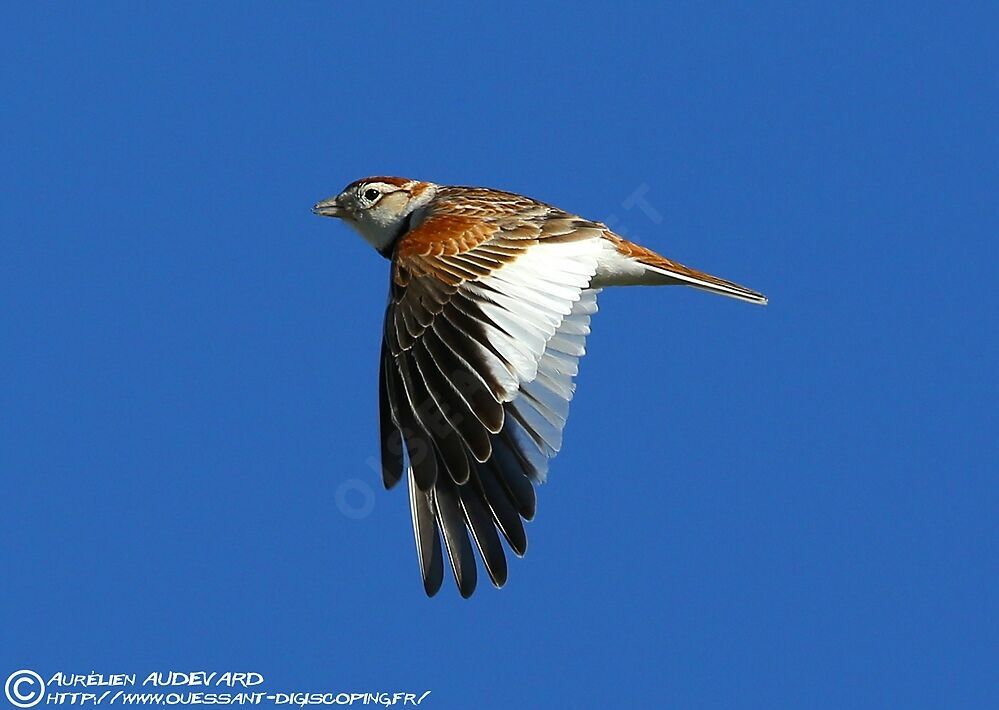 Mongolian Larkadult, Flight