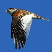 Mongolian Lark