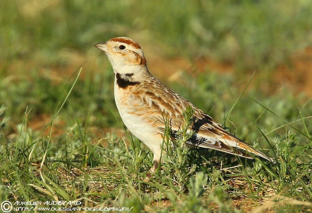 Mongolian Larkadult breeding