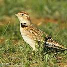 Alouette de Mongolie