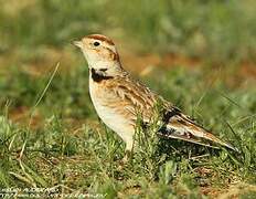 Mongolian Lark