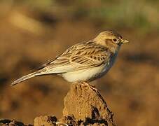 Asian Short-toed Lark