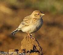 Asian Short-toed Lark