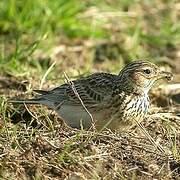 Eurasian Skylark