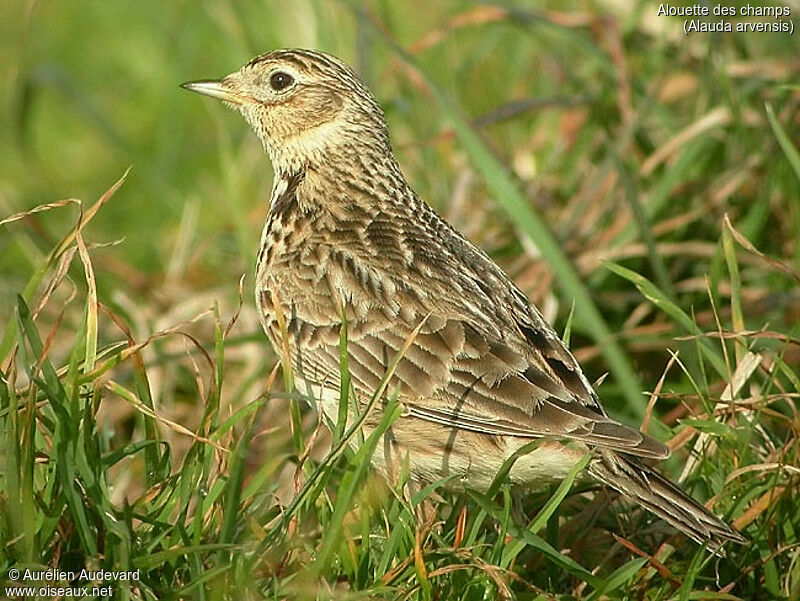 Eurasian Skylark