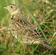 Eurasian Skylark