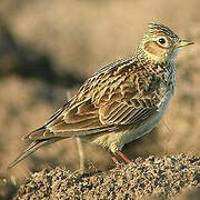 Eurasian Skylark