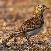 Eurasian Skylark