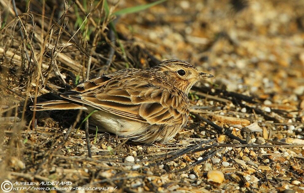 Eurasian Skylark