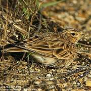 Eurasian Skylark