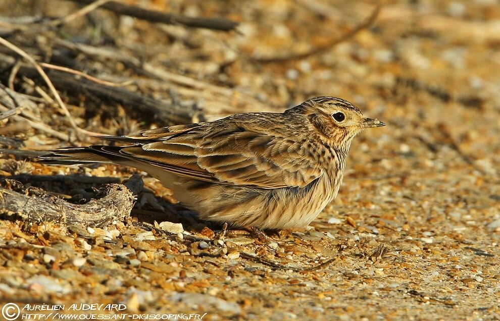 Eurasian Skylark