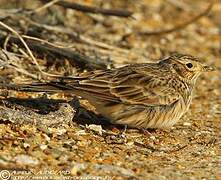 Eurasian Skylark