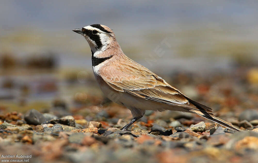 Horned Lark male adult breeding, identification