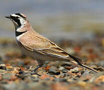 Horned Lark