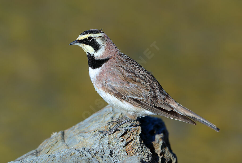 Alouette haussecol mâle adulte, identification