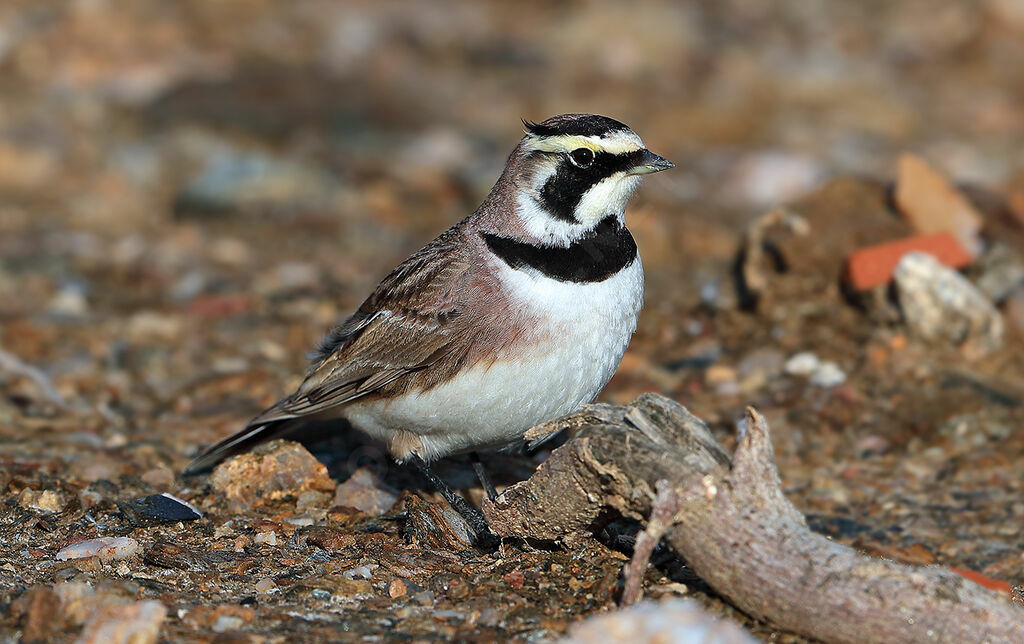 Alouette haussecol, identification