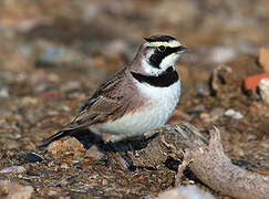 Horned Lark