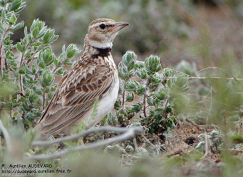 Alouette monticoleadulte, portrait