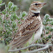 Bimaculated Lark