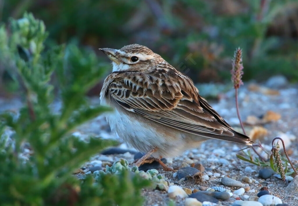 Alouette monticoleadulte, identification