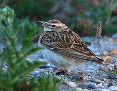 Bimaculated Lark