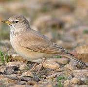 Desert Lark