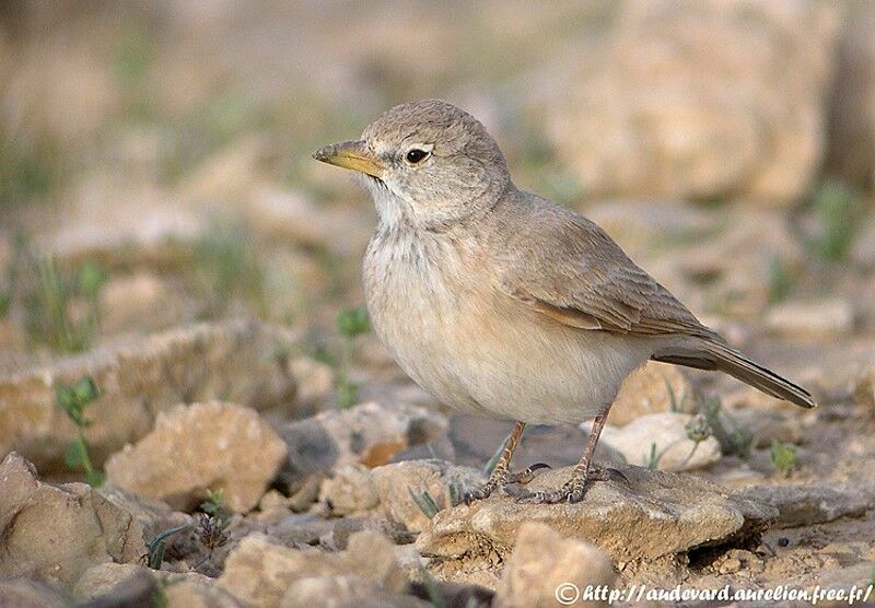 Desert Larkadult breeding