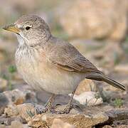 Desert Lark