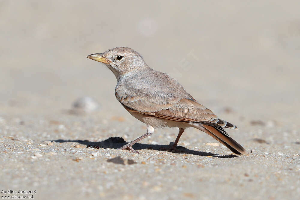 Desert Larkadult, identification