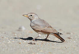 Desert Lark