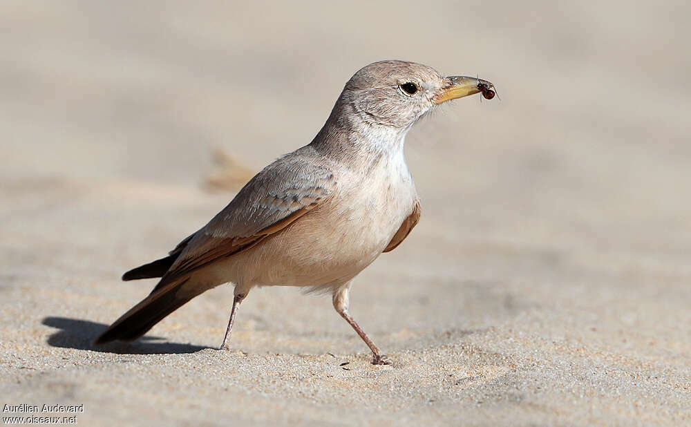 Desert Lark, identification, feeding habits