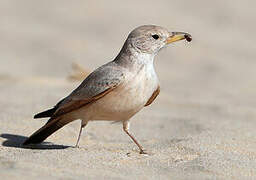 Desert Lark