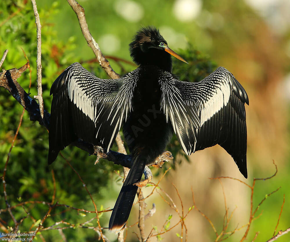 Anhinga d'Amérique mâle adulte nuptial, identification